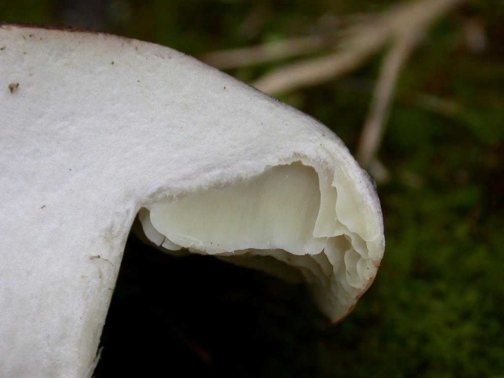 Tricholoma ... var .... fo ....